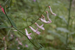Vicia aphylla