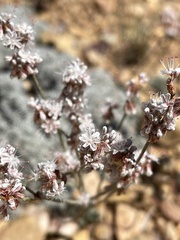 Eriogonum kennedyi