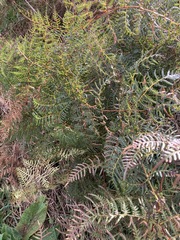 Pteridium esculentum