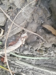 Cataclysta lemnata
