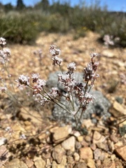 Eriogonum kennedyi