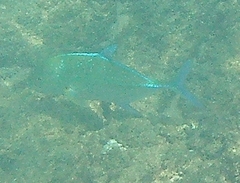 Caranx melampygus