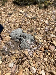 Eriogonum kennedyi