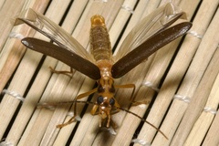 Nacerdes carniolica