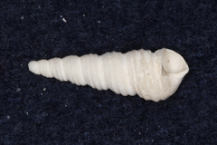 Stiracolpus symmetricus