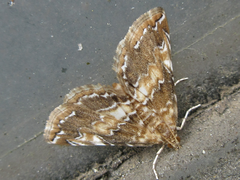 Elophila turbata