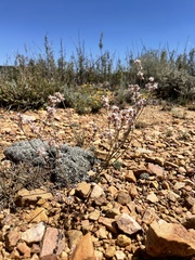 Eriogonum kennedyi