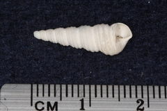 Stiracolpus symmetricus