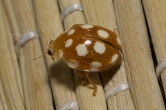 Vibidia duodecimguttata