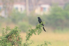 Dicrurus macrocercus