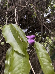 Mansoa verrucifera