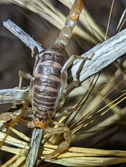 Paruroctonus silvestrii