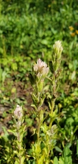 Castilleja parviflora albida