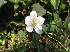 Rubus croceacanthus