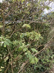 Schefflera digitata