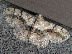 Satoblephara parvularia