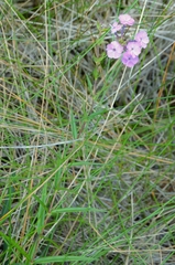 Phlox maculata