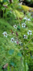 Saxifraga