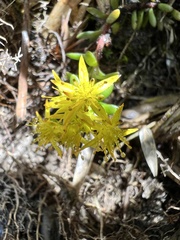 Sedum morrisonense
