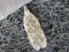 Tornodoxa paraleptopalta