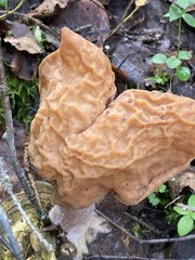 Gyromitra infula