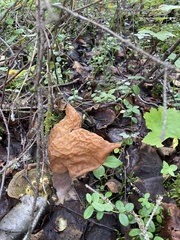 Gyromitra infula