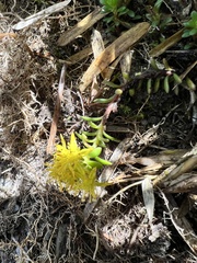 Sedum morrisonense