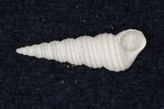 Stiracolpus symmetricus