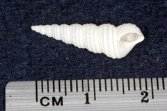 Stiracolpus symmetricus