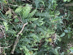 Blechnum filiforme