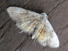 Araeopteron amoena