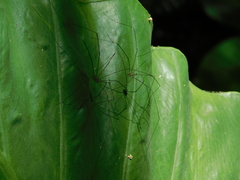 Leiobunum viridorsum