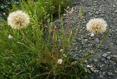 Tragopogon pratensis