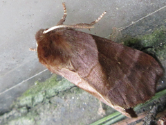 Gonoclostera timoniorum