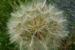 Tragopogon pratensis