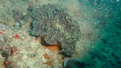 Heteractis magnifica