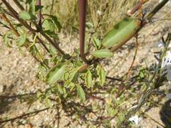 Chascanum