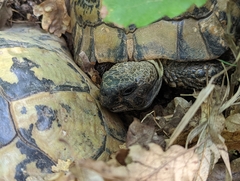 Testudo hermanni