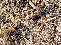Oedaleus decorus