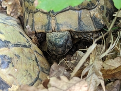 Testudo hermanni