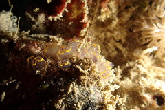 Clavelinidae