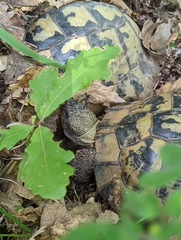 Testudo hermanni