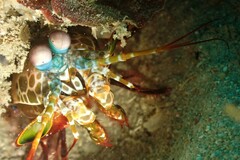 Odontodactylus scyllarus