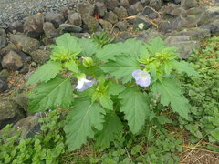 Nicandra physalodes