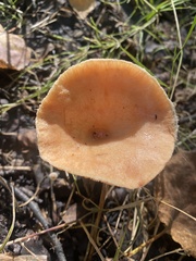 Lactarius torminosus