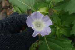 Nicandra physalodes