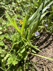 Veronica scutellata
