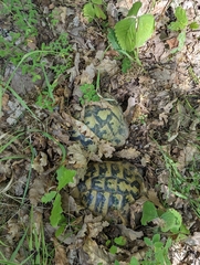 Testudo hermanni