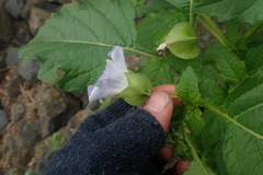 Nicandra physalodes