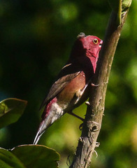 Lagonosticta senegala